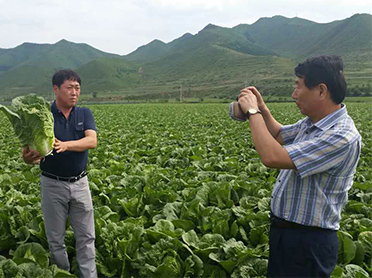 Chicheng County Shengfeng Agricultural Technology Development Co., Ltd.