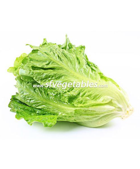 Lettuce