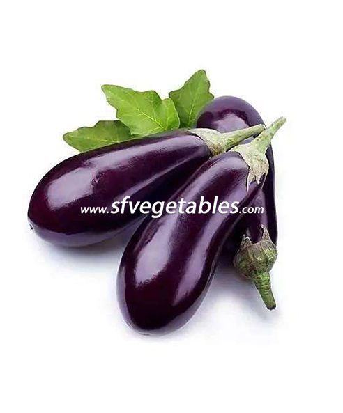 Long Eggplant