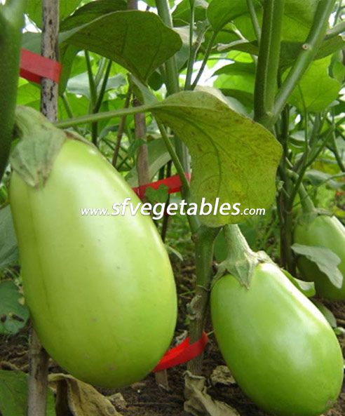 Green Eggplant